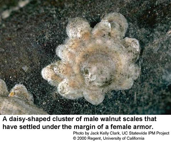 Thumbnail image for Walnut Scale Insect on Ornamentals
